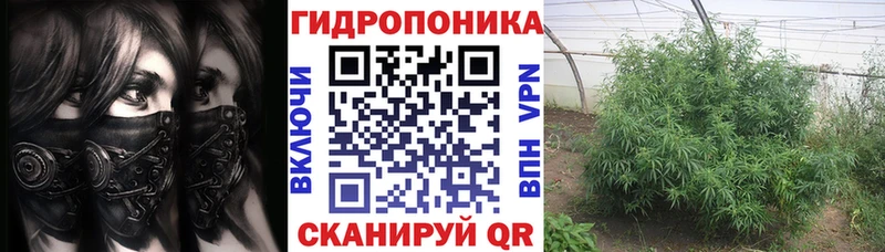 нарко площадка как зайти  Калининец  Марихуана сатива 